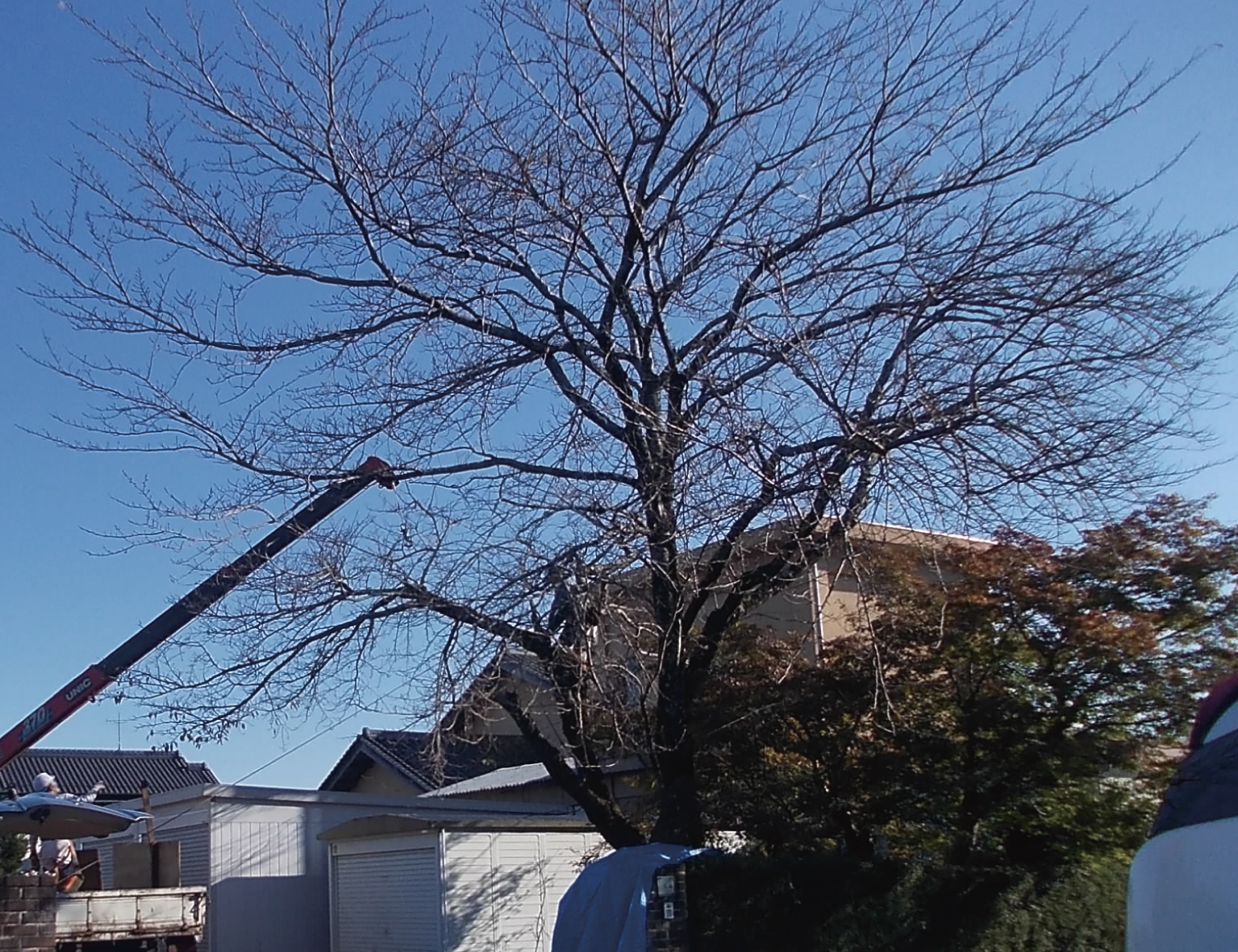 伸びて長くなってしまった木を伐採、剪定していきます