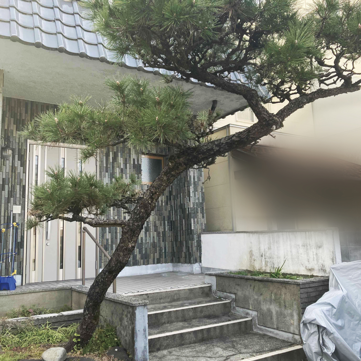 玄関先にあった大きい松の木