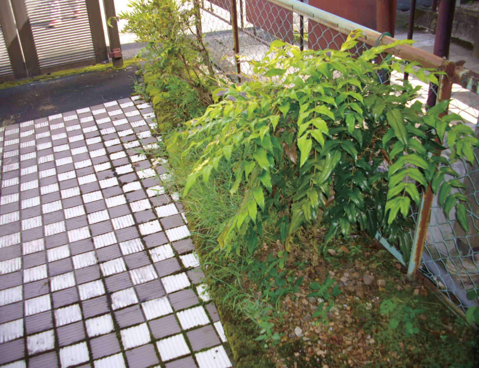 草や雑草が生えているアプローチ横を整備していきます