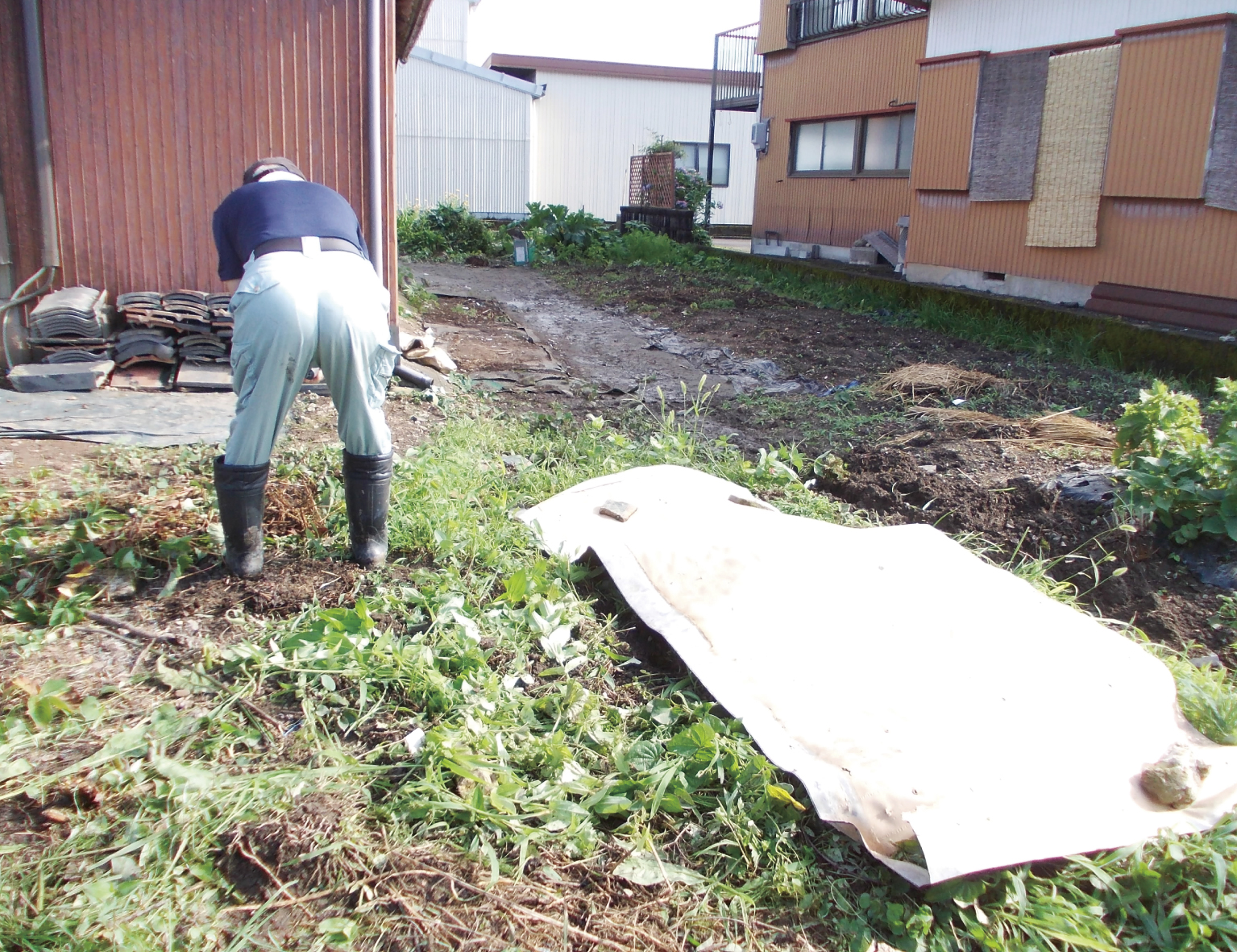 一面に生えた雑草を取り除いていきます